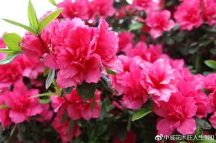 杜鹃花夏天怎么养家庭养法