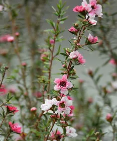 冬季里最耐寒的15种花卉