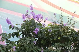 紫薇什么时候发芽