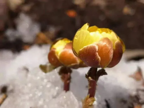 冰凌花花语是替身吗