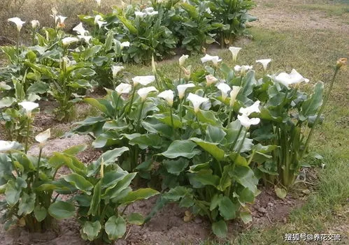 马蹄莲花有毒吗室内可以养吗图片