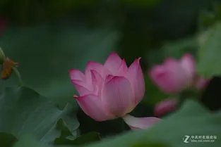 鸡冠花是什么季节开的