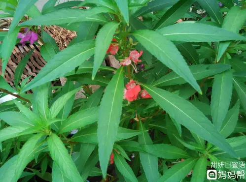 凤仙花种子种植方法步骤手册