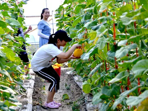 广东一年四季都可以种植的蔬菜