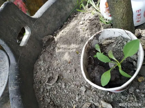 板蓝根种植技术