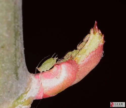 白醋杀死蚜虫最好办法