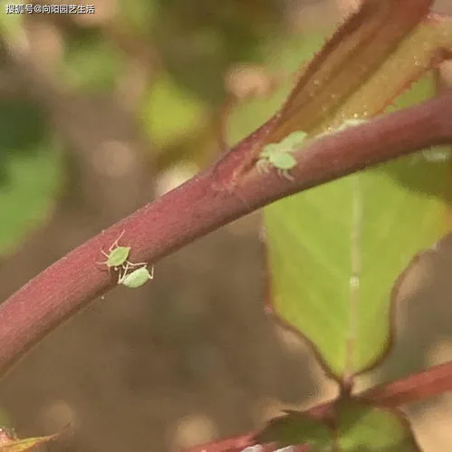 白醋加小苏打杀死蚜虫最好办法