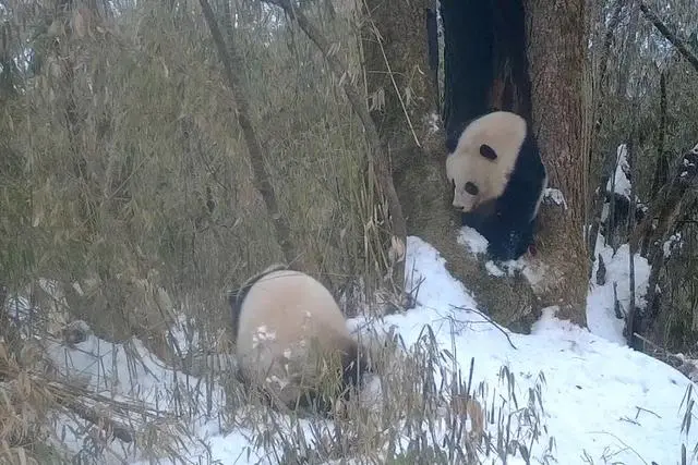 全球唯一白色大熊猫的妈妈可能是它（详细内容）