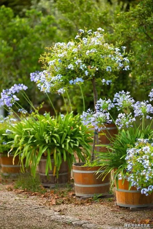 百子莲什么时候开花季节