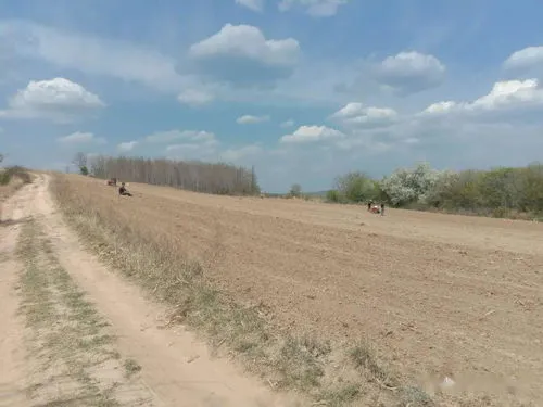 板蓝根的种植方法及条件