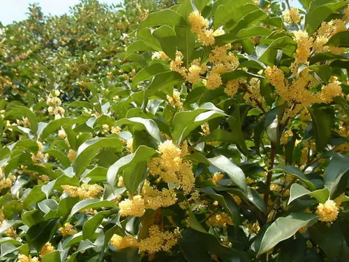 家有1棵桂花树不吉利吗