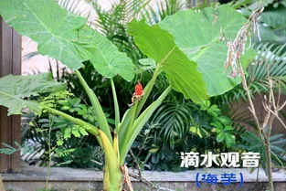 滴水观音突然开花寓意