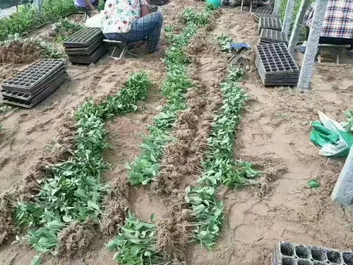 种花生的株距行距是多少高度搞几个痘