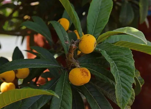 白沙枇杷和青种枇杷哪个好