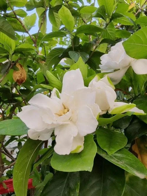 栀子花浇水加白醋还是食用醋