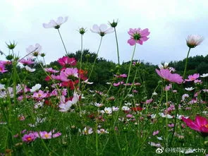 格桑花种子什么时候播种最好