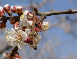 春天桃花先开还是杏花先开