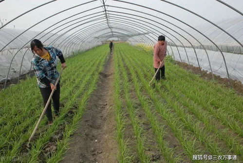 根达菜的根第二年还能长吗