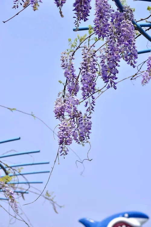 紫藤花风水不好家破人亡