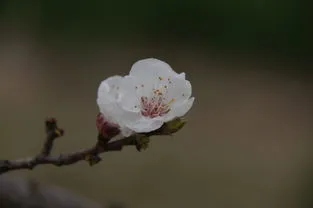 桃花有白色的吗