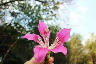 北方10种花期最长的花