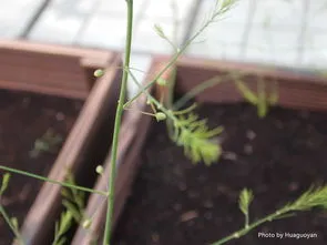 芦笋要种几年才能收成