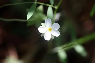 点地梅花语