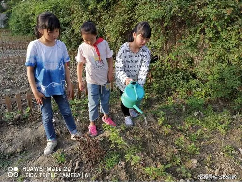 种植板蓝根一亩地需多少成本