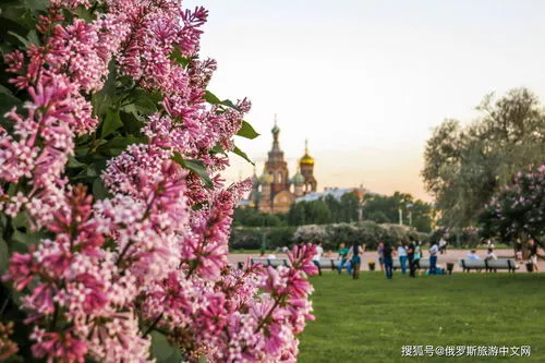 丁香花一年四季都开花吗