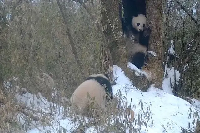 全球唯一白色大熊猫的妈妈可能是它（详细内容）