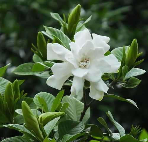 栀子花发黄