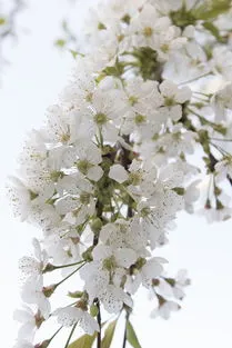 樱花是不是樱桃树的花朵