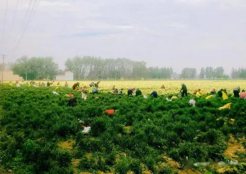 菊花为什么不能用营养土种