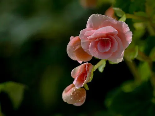 四季海棠一年开几次花,四节海棠什么时候开花