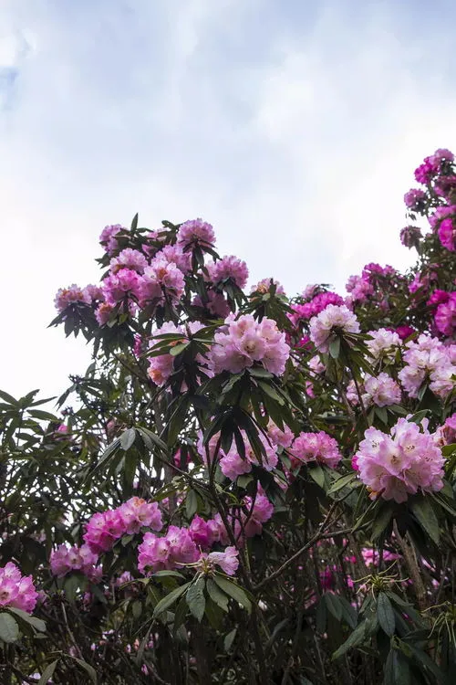 电影杜鹃花开在线观看