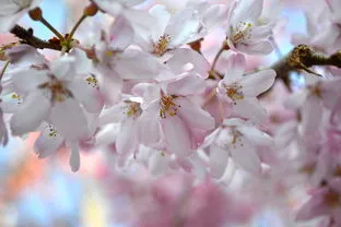 樱花是樱桃树开的花吗图片