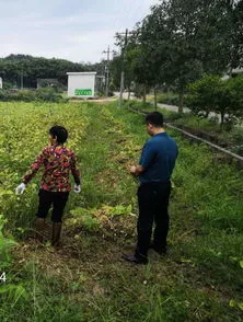 大豆株距行距多少合适图谱