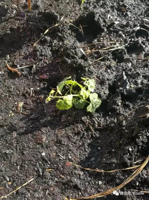 花上有蚜虫怎么治