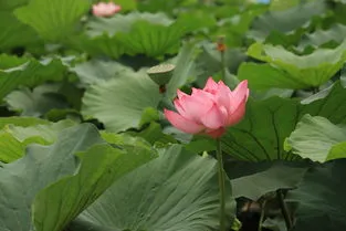 荷花什么季节开花的