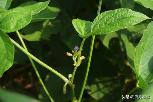 北方大豆种植时间和收获时间