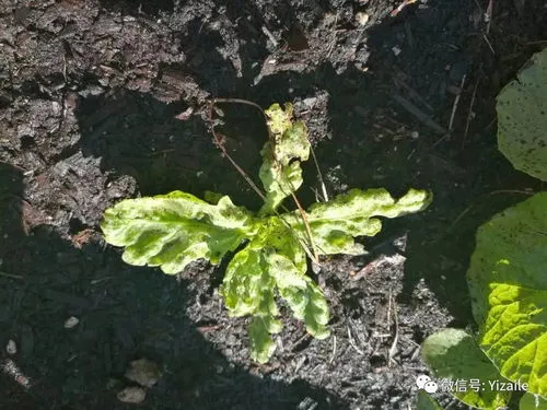 花卉治蚜虫的偏方最快方法