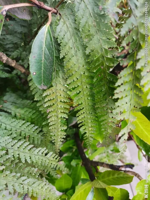 蕨类植物有根茎叶的分化吗