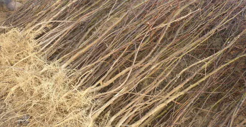 芝麻的种植方法视频