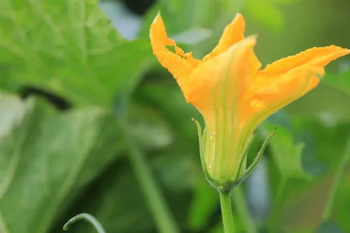 花生是夏天成熟还是秋天成熟