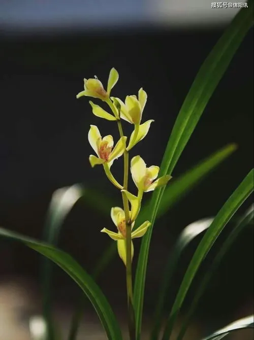 野生兰花的种植方法和技巧