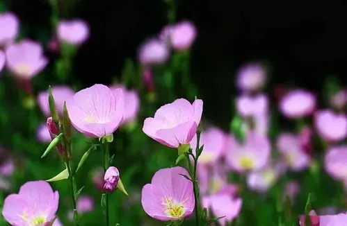 月见草和美丽月见草区别图片