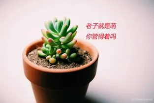 多肉植物的资料及详细介绍