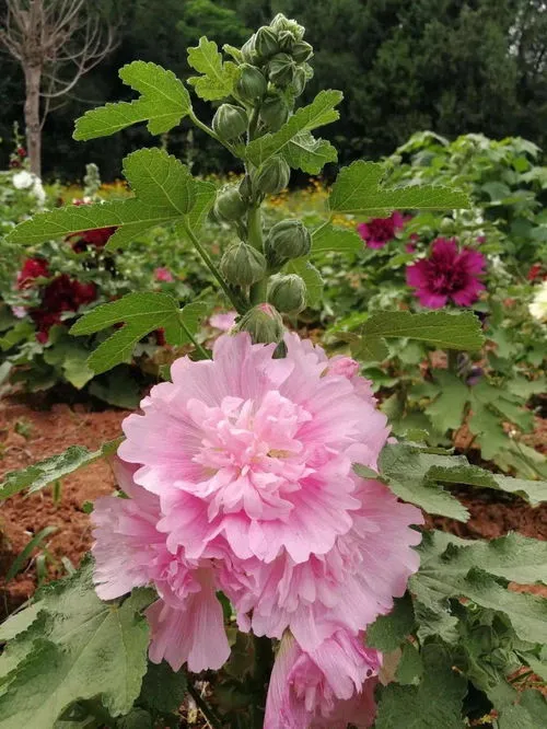 蜀葵的花期是几月到几月