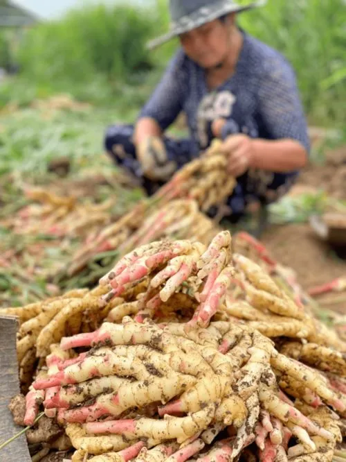 白姜是什么意思