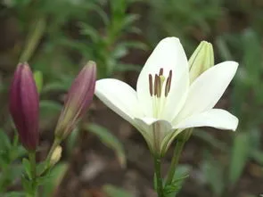 24小时各种花开放的时间